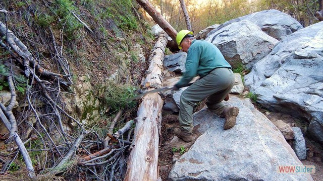 Removing dead trees BuckingTrailObstructions-1