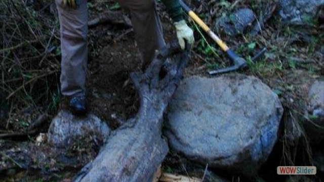 This is happy work! BuckingTrailObstructions-3