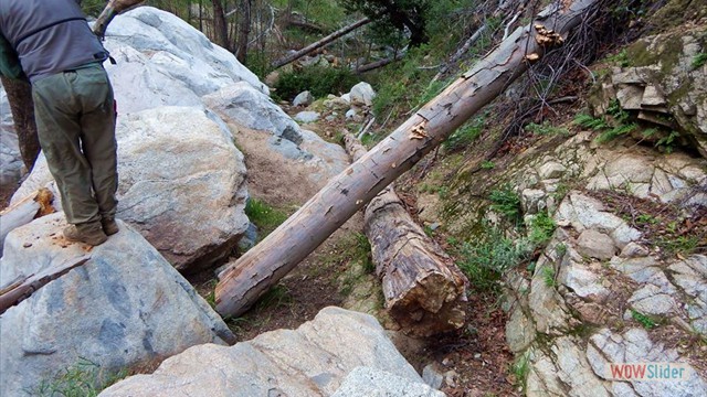 Dead trees on trail BuckingTrailObstructions-4