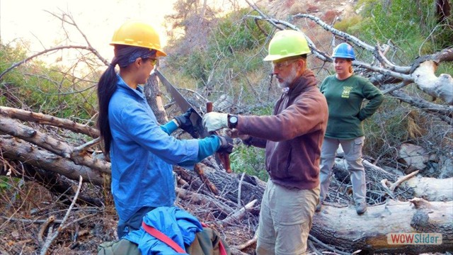 Dawn Mine Bucking Dead Trees