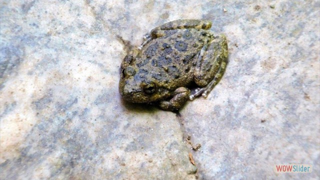 Dawn Mine Tree frog