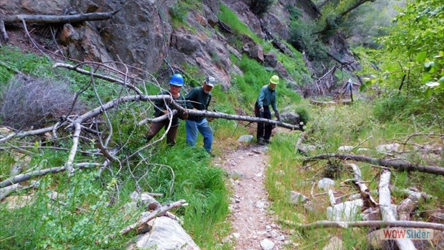 Dawn Mine Tree Obstruction Removal