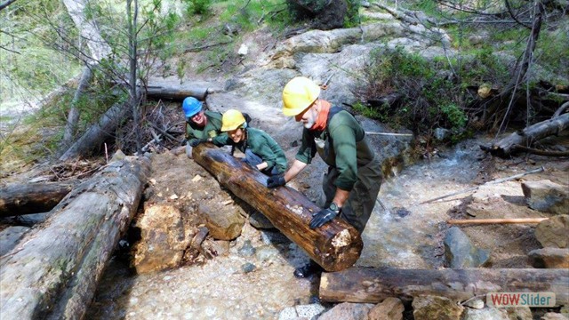 Dawn Mine Tree Tread