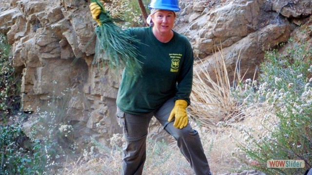 Dawn Mine Upper Lauren with scotch broom broom