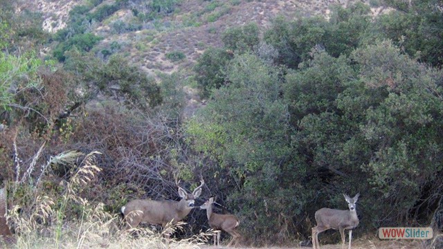 Deer In The Distance